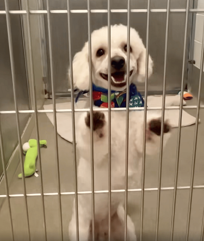 Neglected Dog Found at Local High School Undergoes Dramatic Transformation and Finds a Home